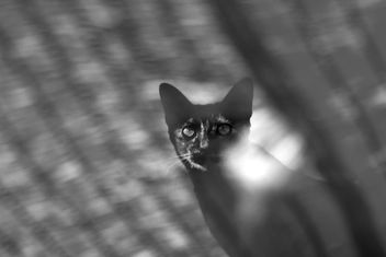 Closeup portrait of cat - Free image #339205