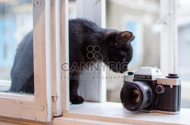 Black kitten and old camera - Free image #339215