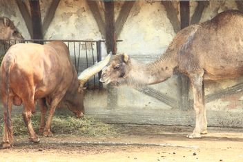 Camel and bull in stable - Free image #341325