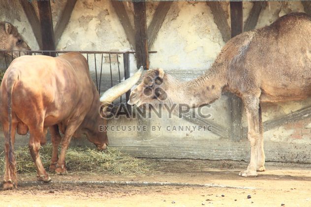 Camel and bull in stable - image gratuit #341325 