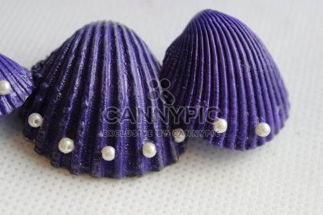 Violet shells on white background - image gratuit #341465 