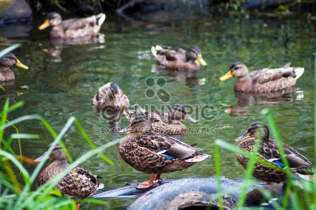 Wild brown ducks on lake - image #345875 gratis