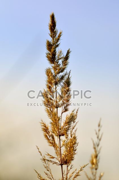 Closeup of spikelet against blue sky - Kostenloses image #345905