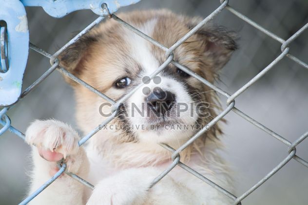 Adorable white puppy behind bars - image #346195 gratis