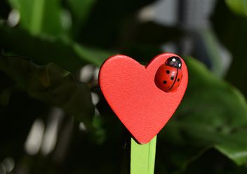 Decorative heart with toy ladybug - image gratuit #346585 