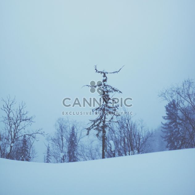View on trees in winter forest, Taiga - Free image #347015