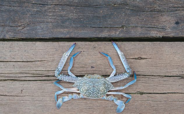 Closeup of horse crab on wooden background - Free image #347315