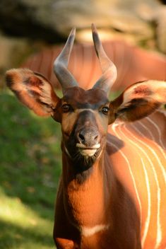 Portrait of bongo antelope at zoo - бесплатный image #348385