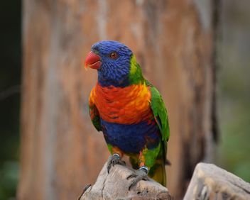 Tropical rainbow lorikeet parrot - image #348445 gratis