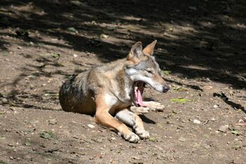Grey wolf resting on ground in zoo - image #348485 gratis