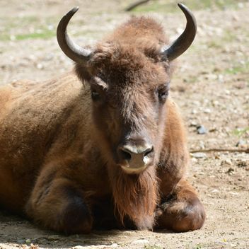 Wild aurochs resting on ground - image gratuit #348565 