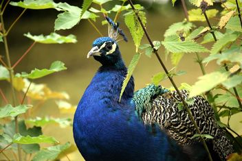 Portrait of beautiful peacock in park - image gratuit #348585 