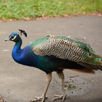 Beautiful peacock on asphalt in park - Free image #348615
