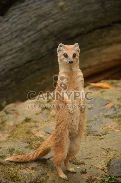 Portrait of cute mongoose standing on ground - image #348625 gratis