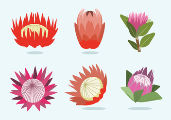 Protea Flower Vector - бесплатный vector #350325