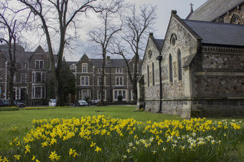 Daffodils in Cardiff, Wales - Free image #351615
