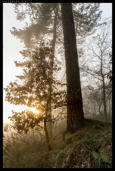 Forest light - image #356935 gratis