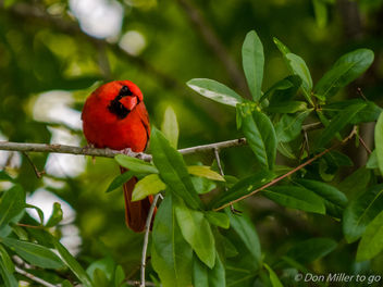 Curious Cardinal - бесплатный image #361695