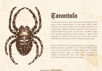 Free Tarantula Vector Illustration - Free vector #364575