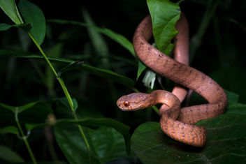 Pareas carinatus, Keeled slug-eating snake - Kaeng Krachan National Park - image gratuit #372785 