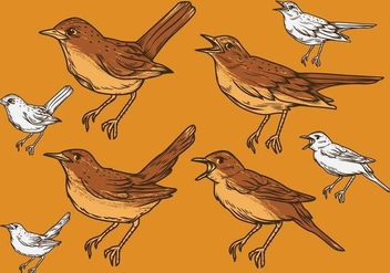Nightingale Vector Set Illustration - бесплатный vector #374215