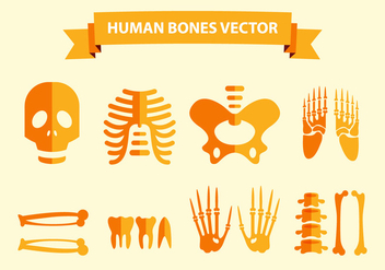 Human Bones Vector - vector gratuit #379445 
