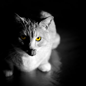 Bird-watcher. The Dark Side of the Cat. : ) - image gratuit #385085 
