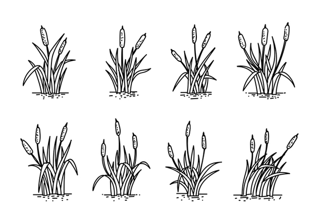 Cattails Hand Drawing Vector - Free vector #385825