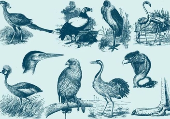 Big Bird Drawings - vector gratuit #386485 