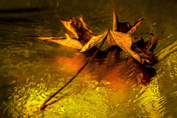 And So It Begins... Autumn - image gratuit #386985 