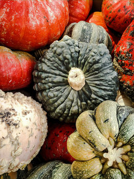 Gourds - Free image #388675
