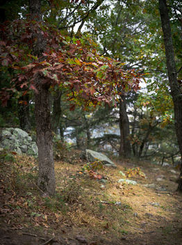 Autumn Meadow - image #395155 gratis