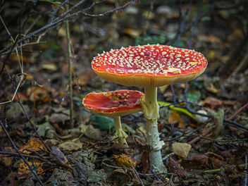 Vliegenzwam / Amanita mushrooms - Herfst / Autumn - Steinse Groen - Haastrecht - Free image #396525