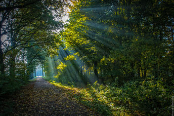Herfst / Autumn - Steinse Groen - Haastrecht - image gratuit #397545 