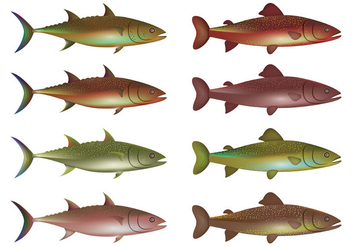 Vector Of Rainbow Trout - Free vector #399025