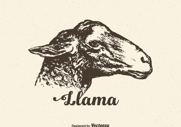 Free Vector Llama Head - бесплатный vector #402885