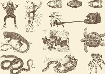 Sepia Reptile Illustrations - Free vector #403015