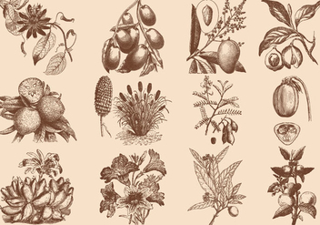 Brown Fruit And Flower Illustration - vector gratuit #403215 