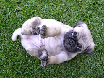 Roly Poly Pug Puppy - Kostenloses image #403475