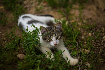 Little kitty - Kostenloses image #406205