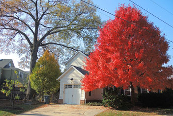 USA (Washington DC) Beauty of red leaves - image gratuit #410885 