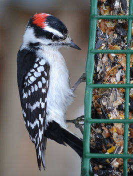 Downy Woodpecker At The Feeder - бесплатный image #413045