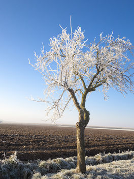 Frost Tree - Free image #413055
