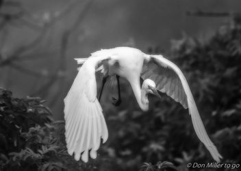 Great White Egret - image #413105 gratis