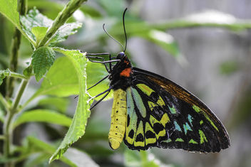 Birdwing Butterfly - Kostenloses image #413385