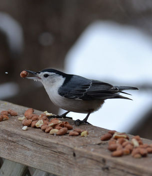 White-breasted Nuthatch - Free image #416805