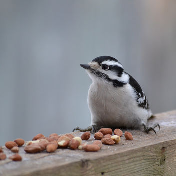 Female Downy Woodpecker - image #419625 gratis