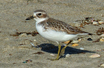 New Zealand Dotterel. (Charadrius obscurus) - Free image #420595