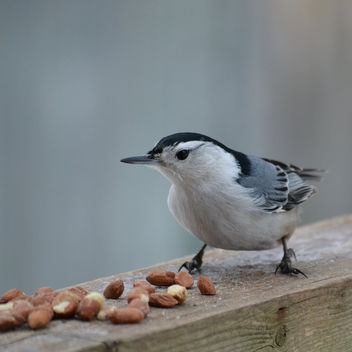White-breasted Nuthatch Dropping By For A Snack - бесплатный image #421155