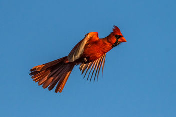 Male Cardinal in Flight - image #421615 gratis